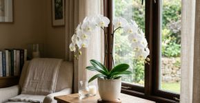 Na Tailândia, para a orquídea durar anos: o macete não é o adubo, mas nunca molhar o miolo das folhas