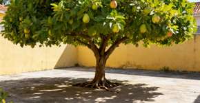 Uma árvore ideal para o seu pátio que não racha o piso, proporciona sombra e dá frutos