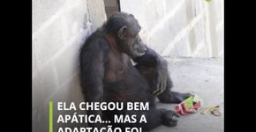 A primeira chimpanzé que teve habeas corpus para viver em liberdade