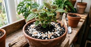 Colocar cascas de ovos no jardim: para que serve e por que é recomendado