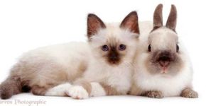 Fotógrafo captura animais diferentes com o mesmo pelo em ensaio