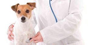 Hospital Veterinário Anhanguera oferece atendimento a preços simbólicos a animais de pequeno e grande porte