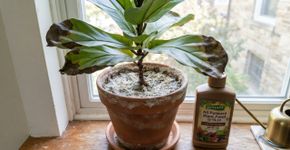 O erro com plantas de interior em setembro que pode enfraquecer raízes e folhas: insistir no adubo mesmo quando o crescimento desacelera