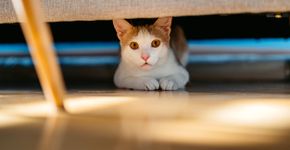 Foto: (urbazon/istock)