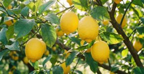 A ‘joia’ perfumada que todo jardim merece: flores que encantam o bairro e frutos com um caldo cítrico maravilhoso para qualquer receita