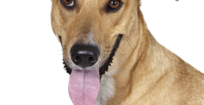 Escola forma profissionais de pet shop e auxiliares veterinários