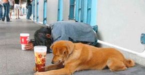 Fotos mostram como os cães são fiéis a seus donos