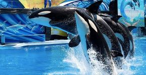 Ex-treinadores do SeaWorld revelam que orcas eram drogadas diariamente