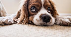 Como manter sua casa livre de pelos de pets