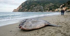 O que parecia um passeio comum pela costa acabou com a descoberta de um peixe gigante de 2,5 metros de comprimento