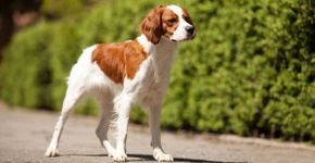4 características do cachorro da raça spaniel bretão 