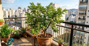A fruta do conde que antes era conhecida só no sítio, hoje produz em vasos na varanda do apartamento