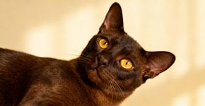 O gato mais apegado do mundo esta conquistando mulheres
