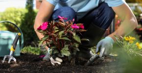 Foto: (iStock/Liudmila Chernetska)