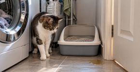 Onde colocar a caixa de areia do gato para evitar que ele faça xixi fora do lugar?
