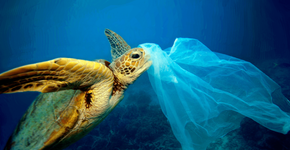 Plástico mata 100 mil animais marinhos todos os anos