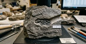 Cientistas identificaram uma criatura minúscula, com apenas 0,06 polegadas de comprimento e 200 milhões de anos, escondida em uma toca antiga na Groenlândia; ela vivia numa época em que os dinossauros já dominavam a Terra