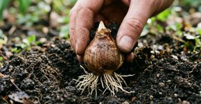O bulbo que você planta no começo do outono e quase esquece até a primavera: colocar espécies de floração precoce no solo agora prepara o jardim para voltar a ganhar cor meses depois