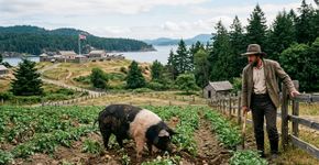 Estados Unidos e Reino Unido quase entraram em guerra porque um porco invadiu uma plantação de batatas