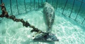 Mergulhadores descobrem animais presos em jaulas submersas