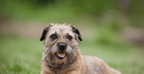 Border terrier: uma raça de cachorro que se destaca pela coragem e alegria
