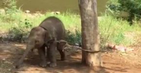 Bebê elefanta é amarrada em árvore por uma semana