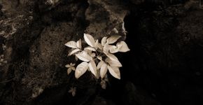 Instituto Tomie Ohtake apresenta Pitoresco – Antonio Saggese