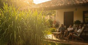 A planta que purifica o ar, espanta mosquitos e ainda deixa o quintal cheiroso o dia inteiro