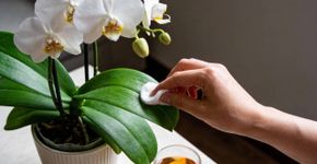 Eu aplico este produto nas folhas da orquídea e ela floresce após duas semanas. Uma loção estimulante para flores que restaura a cor e a firmeza. Cuidados com orquídeas