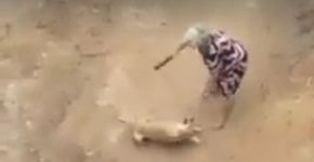 Vídeo chocante mostra idosa espancando cachorro a pauladas