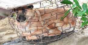 Petição obriga China a banir carne de cachorro em festival