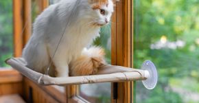 Seu gato é distraído? Veja 10 nomes perfeitos para ele