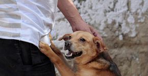 Conheça 5 bons motivos para adotar um animal adulto