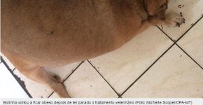 Vira-lata volta a ficar obeso após parar tratamento em clínica