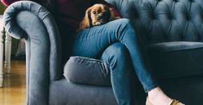 Aplicativo ajuda monitorar animais em casa ou no pet shop