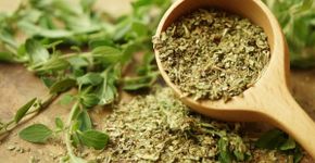 Orégano: benefícios da erva aromática e dicas para cultivar em casa
