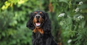 Setter gordon: conheça as características do cachorro dessa raça  