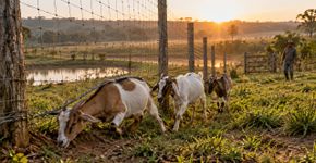 Criador percebe que três cabras começam a aparecer fora do cercado sempre antes do café da manhã, reforça o portão e descobre que elas passavam uma a uma por uma parte da tela levantada junto ao barranco
