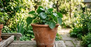 Vasos de barro mantêm suas plantas saudáveis: aprenda métodos naturais para revitalizá-las