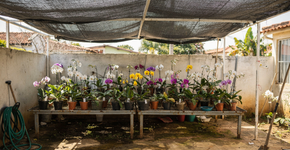 Quanto custa transformar sua varanda em um paraíso de orquídeas este ano?