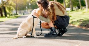 Cachorro não quer passear: veja as causas e o que fazer 
