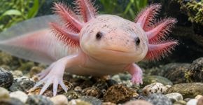 O axolote consegue reconstruir partes do corpo que deixariam lesões permanentes na maioria dos vertebrados