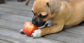 O que cães e gatos podem comer – e o que não deve estar no prato deles