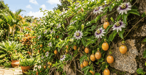 Por que o pé de maracujá não deve ser plantado longe de outras flores