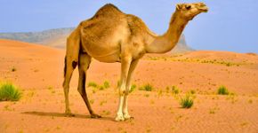 Camelos: 8 curiosidades sobre esses animais do deserto 