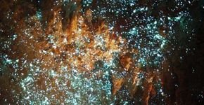 Nova Zelândia tem cavernas iluminadas por insetos