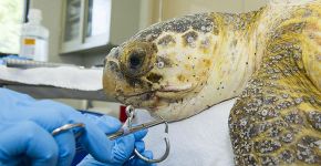 Anzol de pesca é retirado com sucesso de tartaruga marinha