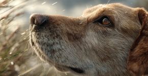 Por que os cães lambem o nariz e o que isso quer dizer