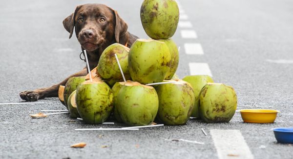 Minhocão é um espaço perfeito para passear com os cães - Fotos: Cris Berger