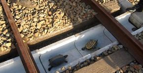 No Japão, trilhos de trem recebem túneis para tartarugas